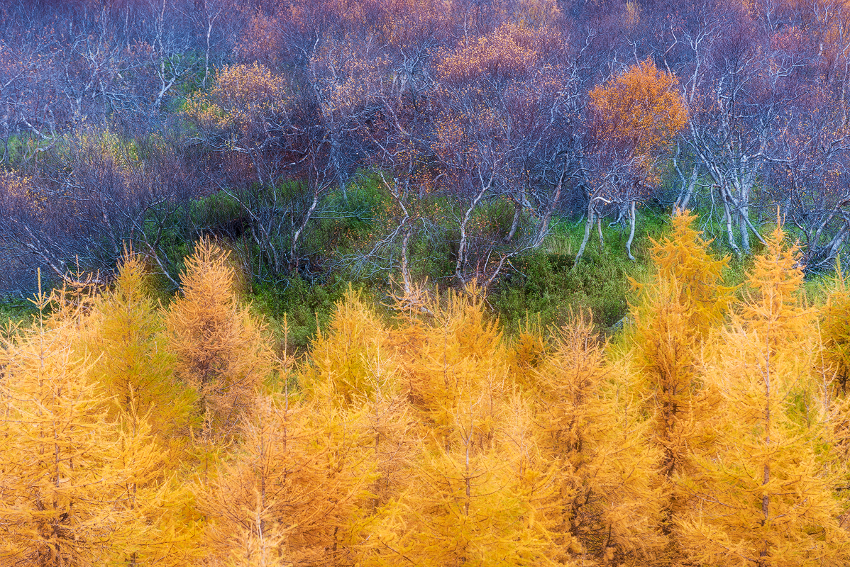 COLORS